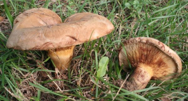 Top 10 receptů, jak si na zimu doma naložit žampiony